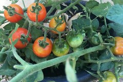 100+ Organic Red Sweetie Cherry Tomato Seeds (Lycopersicon) Fruit Vegetable USA