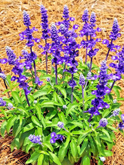 100+ SAGE SEEDS MOSQUITO REPELLENT HERB SPRING PERENNIAL HEIRLOOM DEER RESISTANT