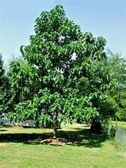50 Royal Empress Tree Seeds “FASTEST GROWING TREE in the WORLD”