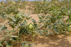 Citrullus colocynthis, Abu Jahls Melon – 10 Sementes