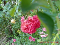 Peggy Martin Rose Cutting 12 fresh Cuttings