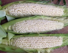 Country Gentleman Sweet Corn Seeds, White Shoepeg Corn, Heirloom, FREE SHIPPING
