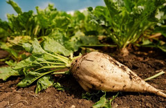 400 Sugar Beet Seeds — Natural Source of Sugar — LARGE