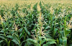 50 HONEY SELECT CORN Sweet Yellow S.E. Sh2 Zea Mays Vegetable Seeds