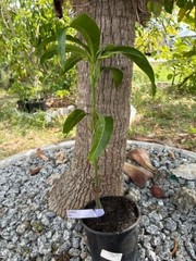 GRAFTED (SUPER RARE) THAI PURPLE NAM DOC MAI/SI MEUANG 12″ OR MORE TALL