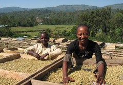 Ethiopian Yirgacheffe Coffee Beans | Fresh Medium Roast | 3 LB Whole Bean