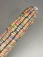 Earth Tones Dent Corn Seeds 50 Count. Non- GMO, Untreated Small Farm Product