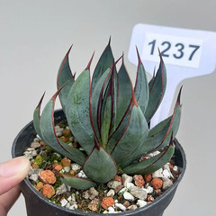 1Pieces 8cm Seedgrowth RareCactis Plant Agave Praying Hands Beautiful Outdoors