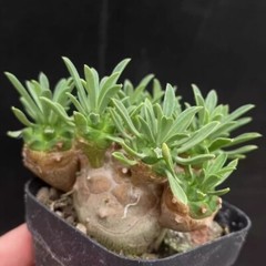 8cm Succulent Cactus Plant Euphorbia Gabizan（5-7 Heads）Cactaceae Beautiful Plant