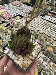 Anacampseros lanceolata Succulent Live Plant Easy Care