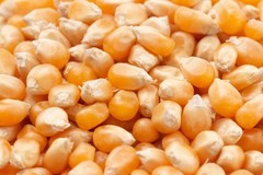 150 LADY FINGERS POPCORN CORN Zea Mays Vegetable Seeds *Flat S/H