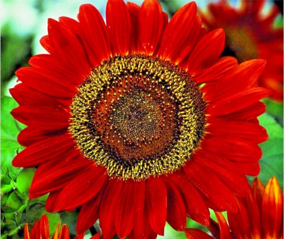 51+RED SUN SUNFLOWER Seeds Branching Cut Flowers Summer Garden Native Plant Easy