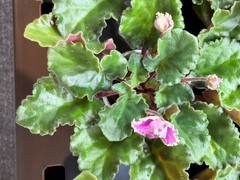 African Violet Plant Optimara Everglory Standard Big Starter Prolific Bloomer!