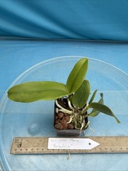 Cattleya Solar Flare ‘Paradise’ White Yellow Flare NBS Orchid Hybrid 2.5” Pot