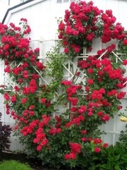 20pcs Red Climbing Rose Seeds – Rare Non-GMO Heirloom Variety for Your Garden