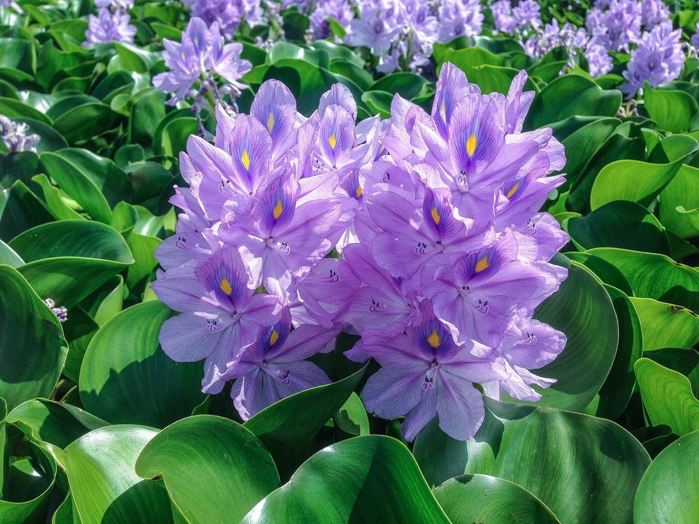 Florida Water Hyacinth Tropical Aquatic Floating Pond Plant