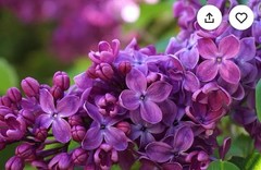 Congo Lilac~Syringa Vulgaris~Small Well Rooted STARTER Plant~4-8” Tall