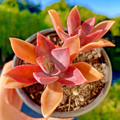 Rare Succulent Pink Graptoveria Dusty Easy Care Rooted Live Plant 3-Inch