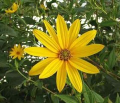 Jerusalem Artichoke – Organic Individual medium Tubers – AKA Sunchokes, Sunroot