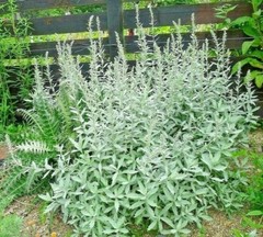 301+PRAIRIE SAGE Flower seeds White Sagebrush Perennial Native Wildflower smudge
