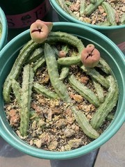 RareSucculent cactus Plant Echidnopsis malum Garden Décor Boutique 3PCS 5-8CM