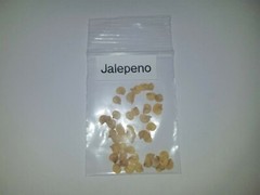  Jalapeno Pepper (25) Seeds Green to Red Tasty Vegetable Prolific Growth