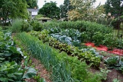 Vegetable Seed Lot $1.99 each 121 Heirloom Varieties For GARDEN/STORAGE non gmo