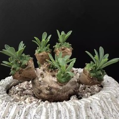 8cm Succulent Cactus Plant Euphorbia Gabizan（5-7 Heads）Cactaceae Beautiful Plant