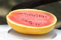 35 Organic Heirloom Golden Midget Watermelon Seeds – Fast Growing – Super Sweet!