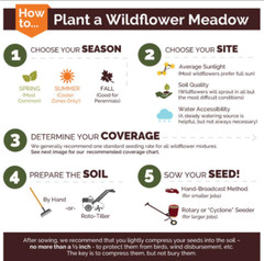CALIFORNIA Wildflower Mix Perennials & Annuals USA Non-GMO 23 Species 1000 Seeds