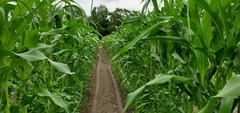 1/2 Pound (800 Seed) Silver King Non GMO Hybrid White Sweet Corn Seeds