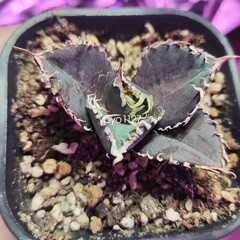 1PCS Agave Titanota ‘King Kong’ RareAgave Succulent Plant 6-8cm