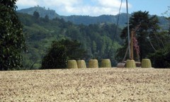 100% HAWAIIAN KONA PEA-BERRY DARK ROASTED 2 / 15 POUNDS 1 POUND BAG