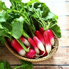 French Breakfast Radish Seeds | 200 Seeds | Non-GMO | Free Shipping | 1095