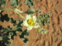 Citrullus colocynthis, Abu Jahls Melon – 10 Sementes
