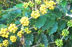 BRAZILIAN YELLOW BOURBON ESPRESSO COFFEE BEANS DARK ROASTED 5 POUNDS 1 POUND BAG