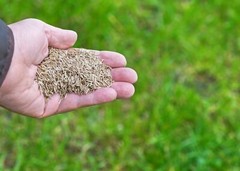 Annual Rye Grass 5.5 lbs Grass Seed Fast Growing Winter Fall Rye Grass FAST SHIP