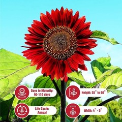 Red Vibrant Sunflower Seeds for Planting- Velvet Queen, Heirloom, Non GMO