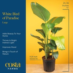 White Bird of Paradise, Large Live Indoor Plant, 2-3 Feet Tall Houseplant in …