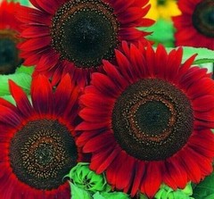 RED SUN SUNFLOWER SEEDS 20+ ANNUAL flowers GARDEN bees BIRDS Free Shipping