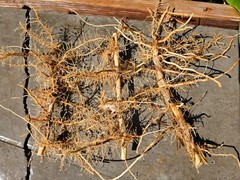 Madake Bamboo Rhizomes 1–12 Pack (Phyllostachys bambusoides) • Fast-Growing