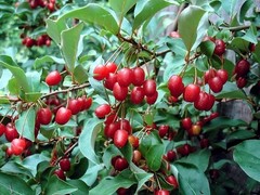 Goumi Berry Tree Seeds Elaeagnus multiflora Rare Hardy Cherry Silverberry Fruit