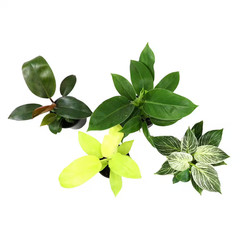 4.25 In. Philodendron Assortment (4-Pack)