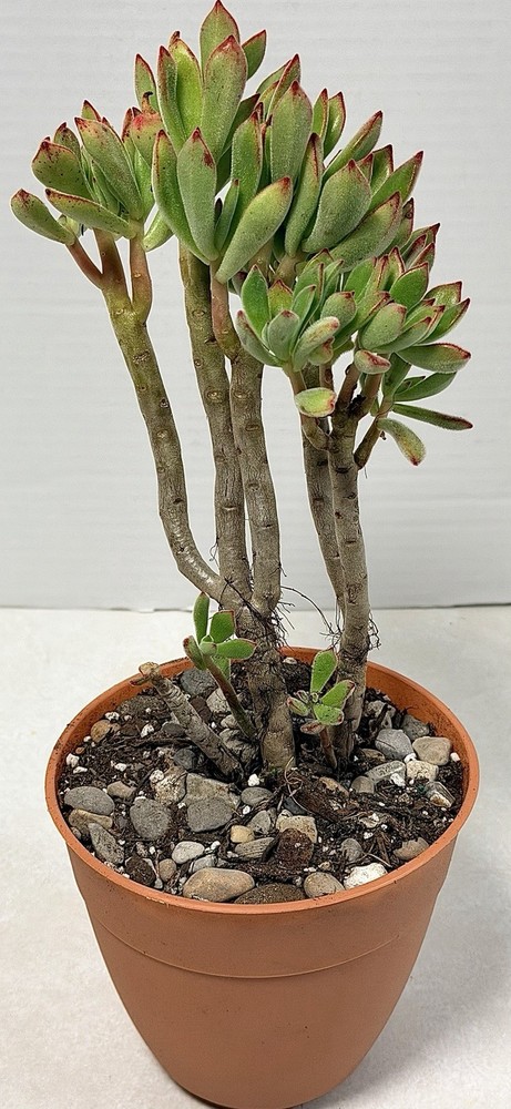 Gollum Jade Crassula Green/Red Broadleaf 5” Potted, Indoor Outdoor Full Sun in