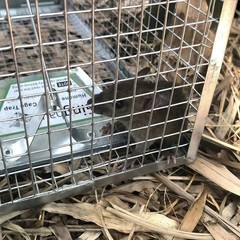 USA Mouse Trap Rat Trap Rodent Trap Live Catch Cages – Easy to Set Up and Reuse