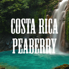 COSTA RICAN TARRAZU PEABERRY COFFEE BEANS MEDIUM ROASTED 2 POUNDS – 1 POUND BAGS