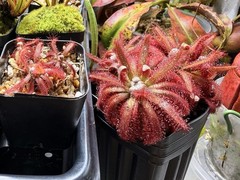 Drosera Graomogolensis 3 Plants Potted. Large, Easy Care Species