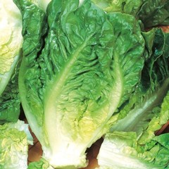 Little Gem Butterhead Lettuce Seeds, Tortoise Food, Cultivar, NON-GMO, FREE SHIP