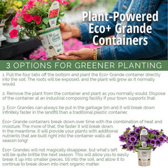 4-Pack, 4.25 In. Eco+Grande Supertunia Vista Bubblegum (Petunia) Live Plant, Pin