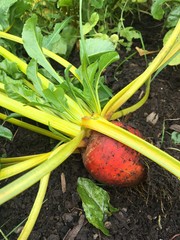 Golden Beet Seeds | Yellow Beets Heirloom Orange Beetroot Garden Root Seed 2024